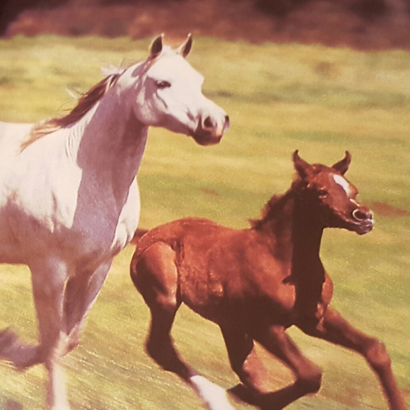 HORSES CUBE BOOK EXCELLENT CONDITION - Picture 9 of 12